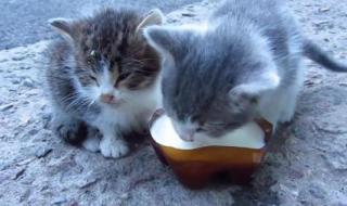 小猫到底能喝牛奶么 猫能不能喝牛奶